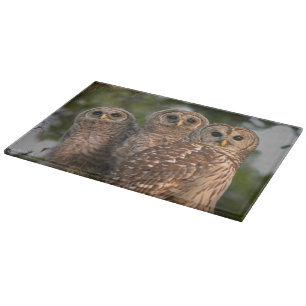 USA, Florida, Viera Wetlands. Three barred Cutting Board
