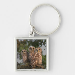 USA, Florida, Viera Wetlands. Three barred Key Ring