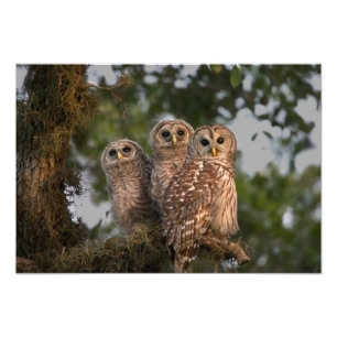 USA, Florida, Viera Wetlands. Three barred Photo Print