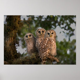 USA, Florida, Viera Wetlands. Three barred Poster