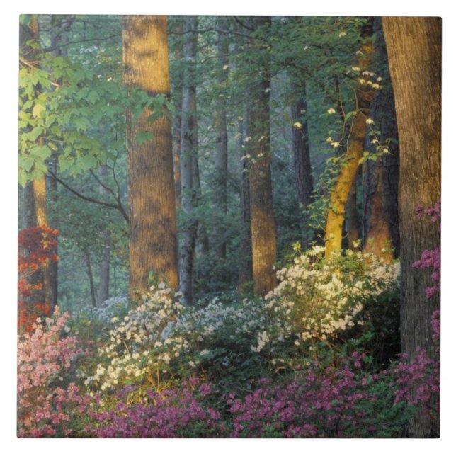 USA, Georgia, Callaway Gardens, Azalea forest. Ceramic Tile (Front)