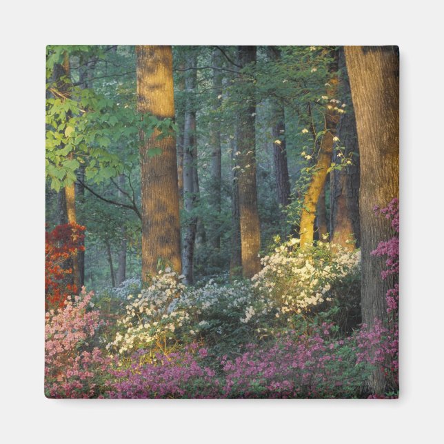 USA, Georgia, Callaway Gardens, Azalea forest. Magnet (Front)