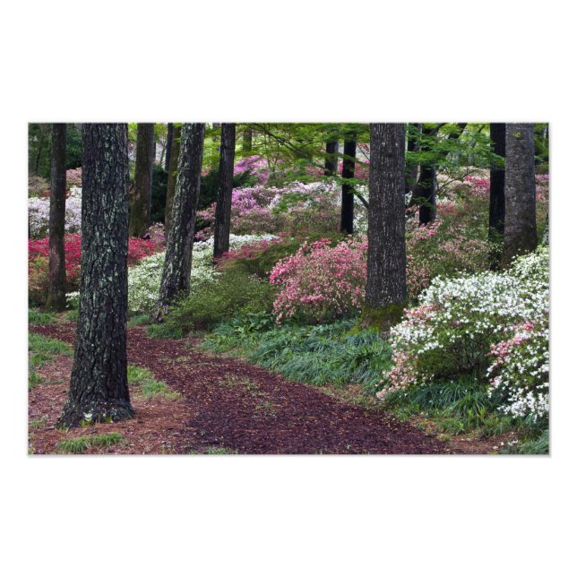 USA, Georgia, Callaway Gardens. Pathway Photo Print (Front)