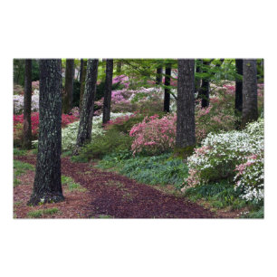 USA, Georgia, Callaway Gardens. Pathway Photo Print