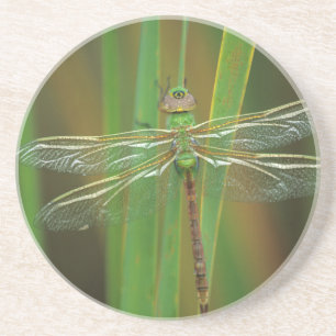 USA, Georgia. Green darner dragonfly on reeds Coaster