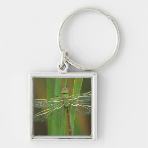 USA, Georgia. Green darner dragonfly on reeds Key Ring