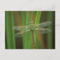 USA, Georgia. Green darner dragonfly on reeds