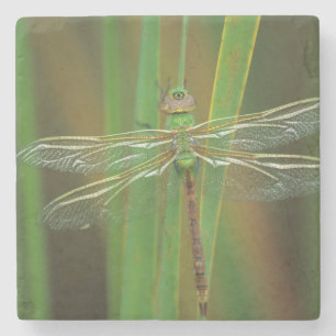 USA, Georgia. Green darner dragonfly on reeds Stone Coaster