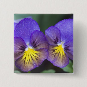 USA, Georgia, Pine Mountain. A closeup of pansy 15 Cm Square Badge