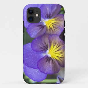 USA, Georgia, Pine Mountain. A closeup of pansy iPhone 11 Case