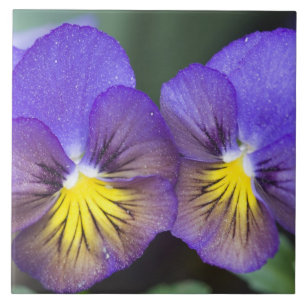 USA, Georgia, Pine Mountain. A closeup of pansy Ceramic Tile