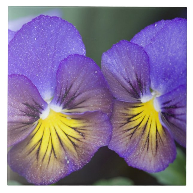 USA, Georgia, Pine Mountain. A closeup of pansy Ceramic Tile (Front)