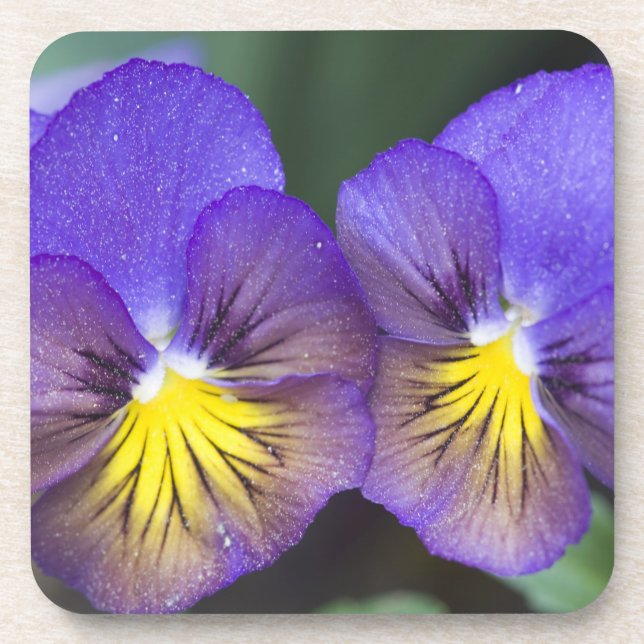USA, Georgia, Pine Mountain. A closeup of pansy Coaster (Front)