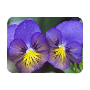 USA, Georgia, Pine Mountain. A closeup of pansy Magnet