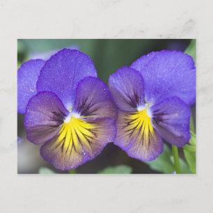 USA, Georgia, Pine Mountain. A closeup of pansy Postcard
