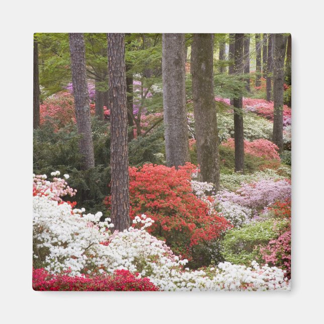 USA, Georgia, Pine Mountain. A forest of Magnet (Front)