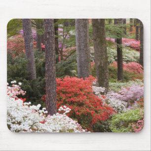 USA, Georgia, Pine Mountain. A forest of Mouse Pad
