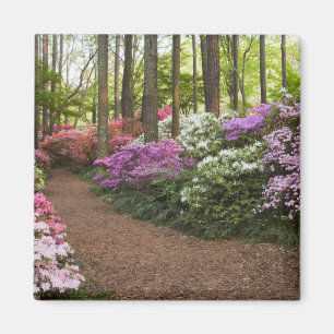 USA, Georgia, Pine Mountain. A pathway through Magnet