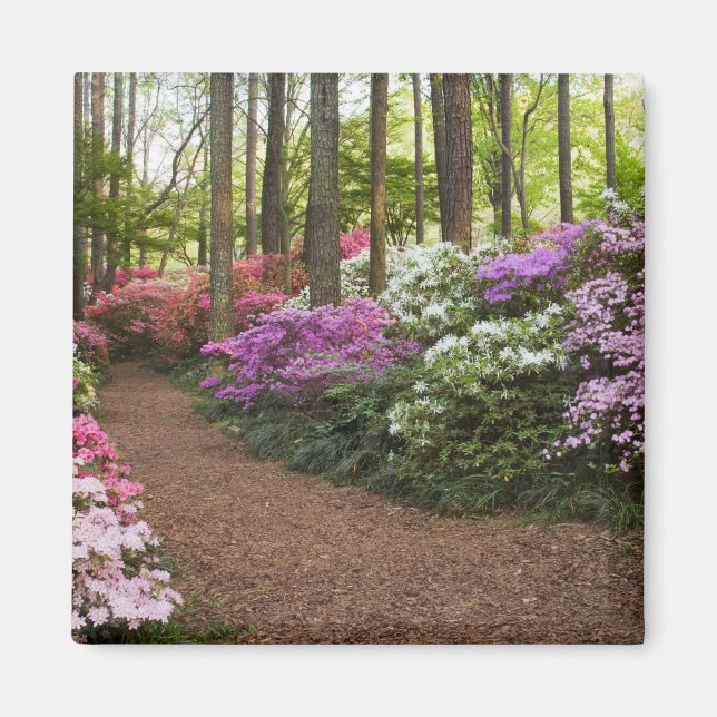 USA, Georgia, Pine Mountain. A pathway through Magnet (Front)
