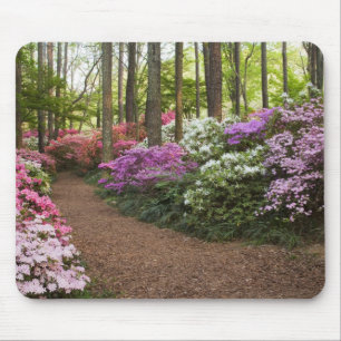 USA, Georgia, Pine Mountain. A pathway through Mouse Pad