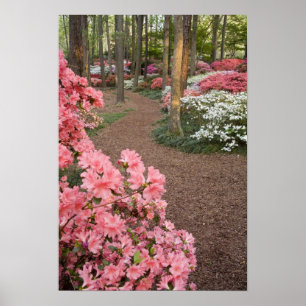 USA, Georgia, Pine Mountain. A pathway through Poster