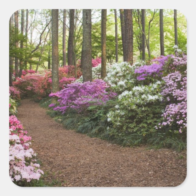 USA, Georgia, Pine Mountain. A pathway through Square Sticker (Front)