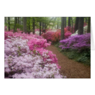 USA; Georgia; Pine Mountain. Azaleas at 2