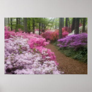 USA; Georgia; Pine Mountain. Azaleas at 2 Poster