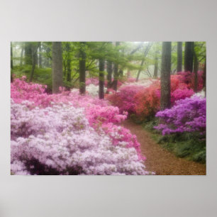 USA; Georgia; Pine Mountain. Azaleas at Poster