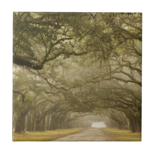 USA, Georgia, Savannah, An oak lined drive in Ceramic Tile