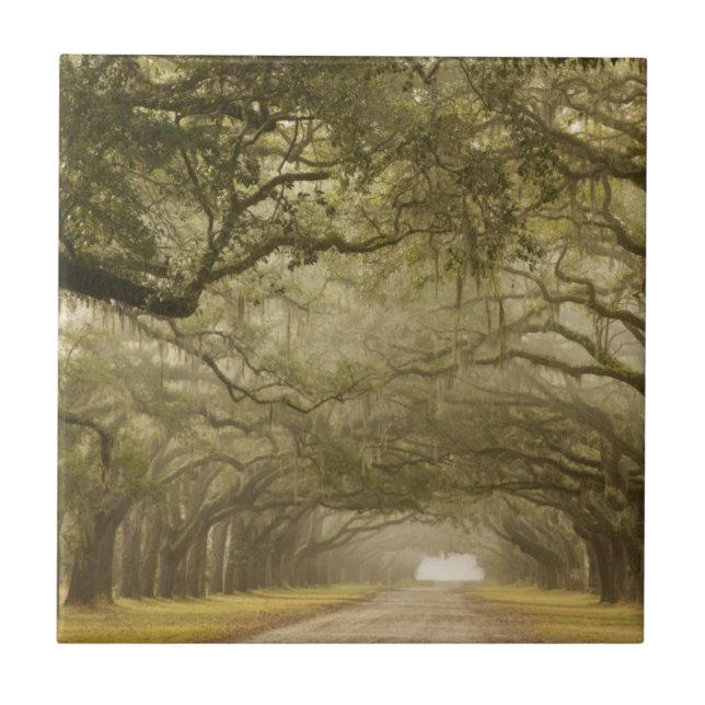 USA, Georgia, Savannah, An oak lined drive in Ceramic Tile (Front)