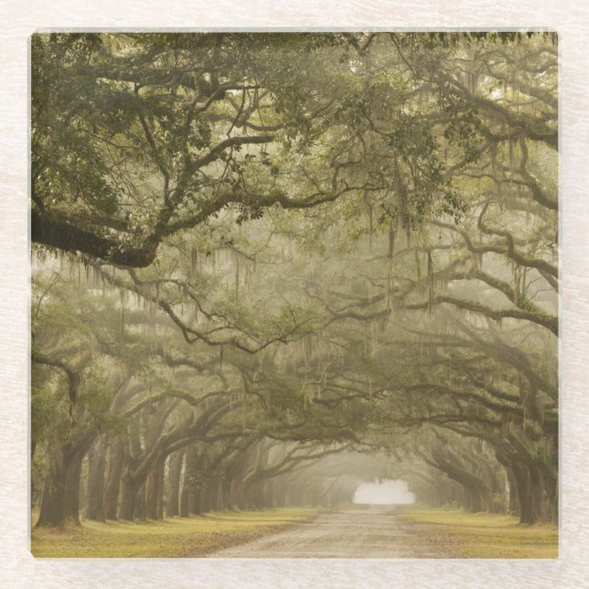 USA, Georgia, Savannah, An oak lined drive in Glass Coaster (Front)
