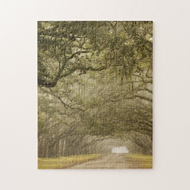 USA, Georgia, Savannah, An oak lined drive in Jigsaw Puzzle (Vertical)