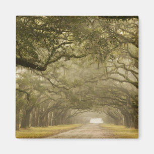 USA, Georgia, Savannah, An oak lined drive in Magnet