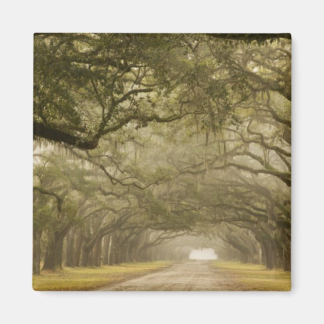 USA, Georgia, Savannah, An oak lined drive in Magnet (Front)