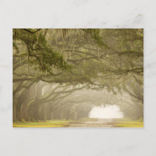 USA, Georgia, Savannah, An oak lined drive in Postcard