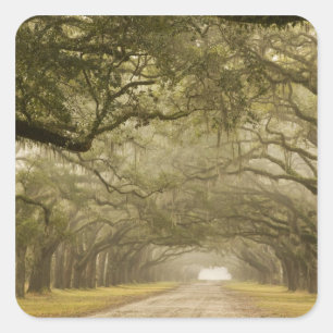 USA, Georgia, Savannah, An oak lined drive in Square Sticker