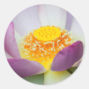 USA, Georgia, Savannah, Close-Up Of A Lotus 2 Classic Round Sticker