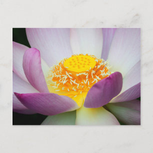 USA, Georgia, Savannah, Close-Up Of A Lotus 2 Postcard