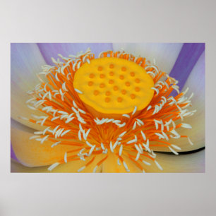 USA, Georgia, Savannah, Close-Up Of A Lotus Poster