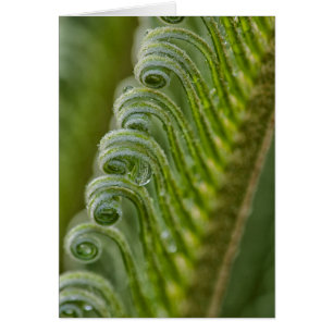 USA, Georgia, Savannah, Close-Up Of New Fronds