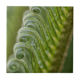 USA, Georgia, Savannah, Close-Up Of New Fronds Ceramic Tile