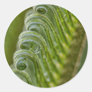 USA, Georgia, Savannah, Close-Up Of New Fronds Classic Round Sticker