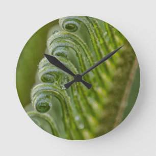 USA, Georgia, Savannah, Close-Up Of New Fronds Round Clock