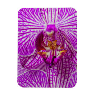 USA, Georgia, Savannah, Close-Up Of Orchid Magnet