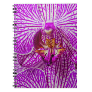 USA, Georgia, Savannah, Close-Up Of Orchid Notebook