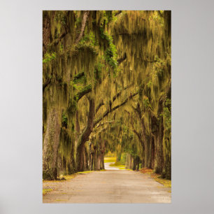 USA, Georgia, Savannah, Entrance Drive Poster