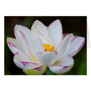 USA, Georgia, Savannah, Lootus Flower Blooming