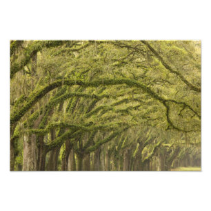 USA; Georgia; Savannah. Oak trees with Photo Print