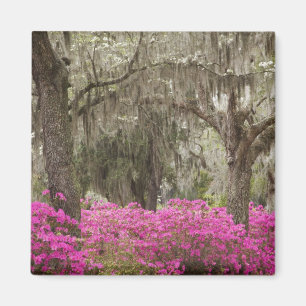USA, Georgia, Savannah, Spring at Historic Magnet